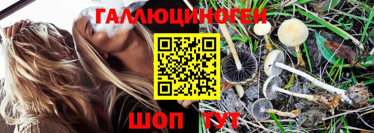 Новороссийск  Галлюциногенные грибы MAGIC MUSHROOMS  Вход с VPN 